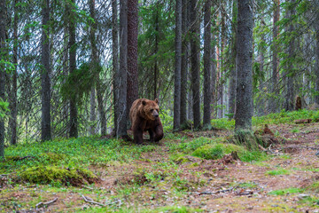Wild brown bear (Ursus arctos) in Finland - selective focus © beataaldridge