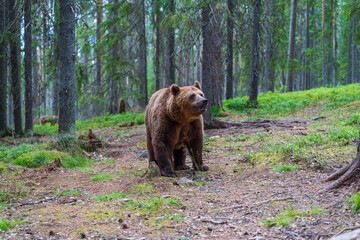 Wild brown bear (Ursus arctos) in Finland - selective focus © beataaldridge