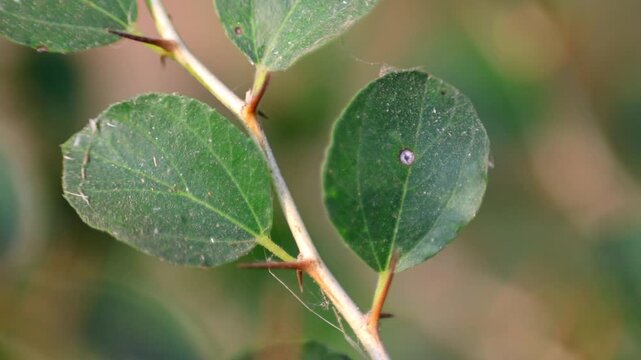 Gorgeous natural sunlight on fresh Green Leaves of Ziziphus Jujube Ber Tree Branch 180fps Captured in Cinematic High Detail Footage
