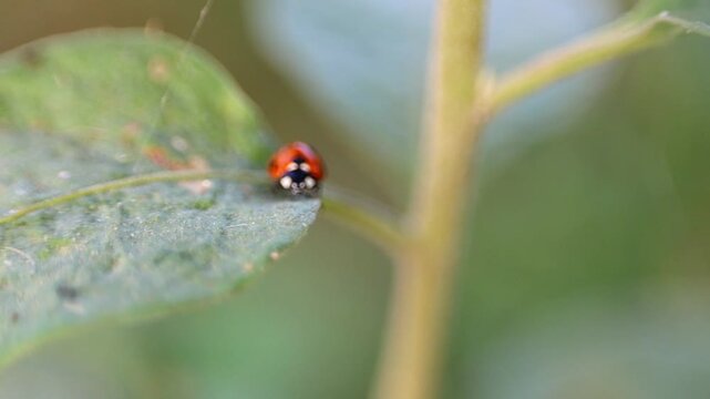 Artistic b roll of beautiful Red Ladybug Beetle Crawling on Green Plant Leaf 180fps Captured in Cinematic High Detail Footage