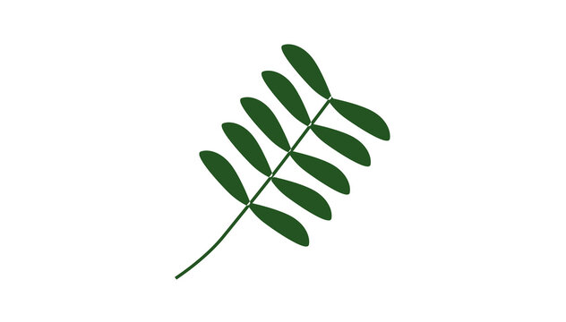 Green fern branch leaf icon isolated on white background, botanical vector element