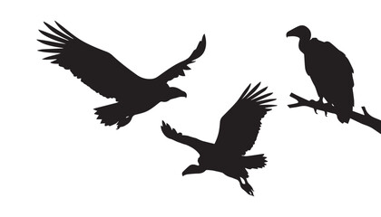 Fototapeta premium black and white silhouette set of vulture bird very high quality vector illustration.