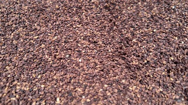 Closeup of a bunch of black sesame seeds pouring from top