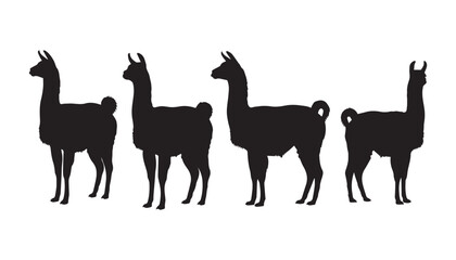 black and white silhouette set of llama very high quality vector illustration. © dinesh