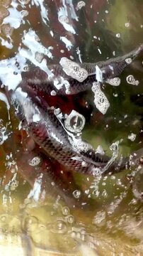 Close up of live Rohu fish kept in a water pot for sale at a street market in Dhaka, Bangladesh. Fresh freshwater fish displayed in a traditional local market.