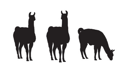 black and white silhouette set of llama very high quality vector illustration. © dinesh