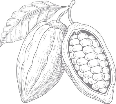Dibujo detallado a mano de mazorcas de cacao enteras y abiertas con hojas para la producci&oacute;n de chocolate