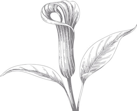 Dibujo a mano de una flor de cala con exuberantes hojas verdes en un estilo bot&aacute;nico cl&aacute;sico