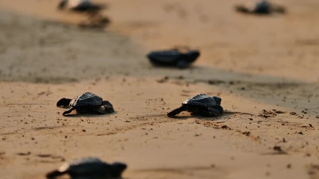Low-angle selective focus shot of tiny baby sea turtle hatchlings crawling across golden sand toward the ocean.