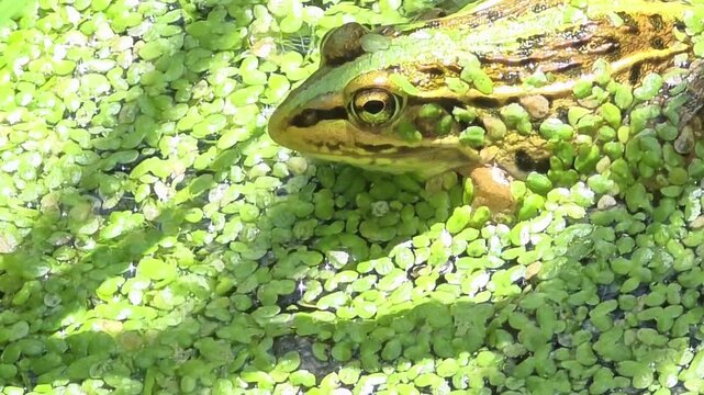 
4K close-up right profile view of black-spotted pond frog in duckweed water

 
