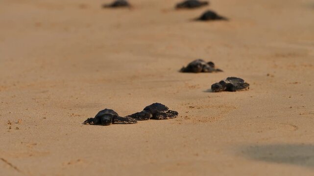 Low-angle selective focus shot of tiny baby sea turtle hatchlings crawling across golden sand toward the ocean.
