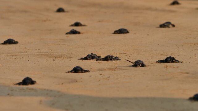 Low-angle selective focus shot of tiny baby sea turtle hatchlings crawling across golden sand toward the ocean.