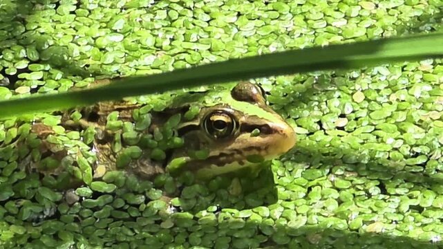 
4K close-up left profile view of black-spotted pond frog in duckweed water

 