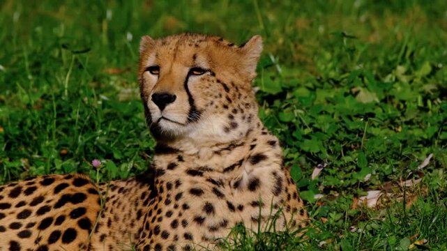 Majestic cheetah resting in green grass, wild african predator in natural habitat, spotted feline portrait in sunny meadow, wildlife safari animal