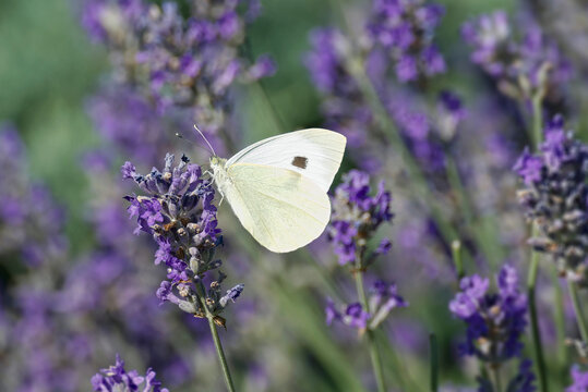 Large white butterfly (Pieris brassicae) perched on lavender in Zurich, Switzerland