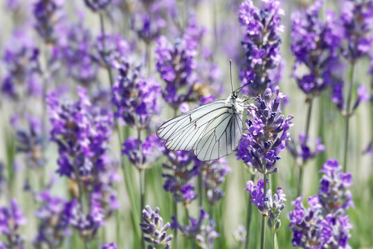 Black-veined white butterfly (Aporia crataegi) perched on lavender in Zurich, Switzerland