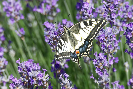 Old World Swallowtail or common yellow swallowtail (Papilio machaon) sitting on lavender in Zurich, Switzerland