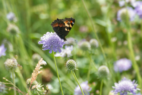 Small Tortoiseshell Butterfly (Aglais urticae) sitting on a small scabious in Zurich, Switzerland