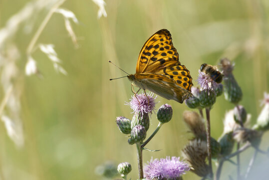 Silver-washed Fritillary butterfly (Argynnis paphia) sitting on pink flower in Zurich, Switzerland
