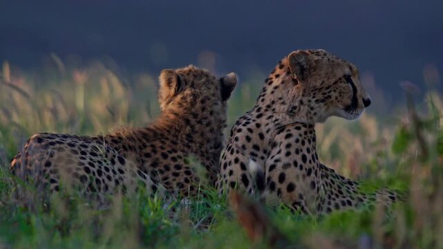 Majestic cheetah pair resting in tall grass, wild African cheetahs observing savanna landscape, spotted big cats in golden hour light