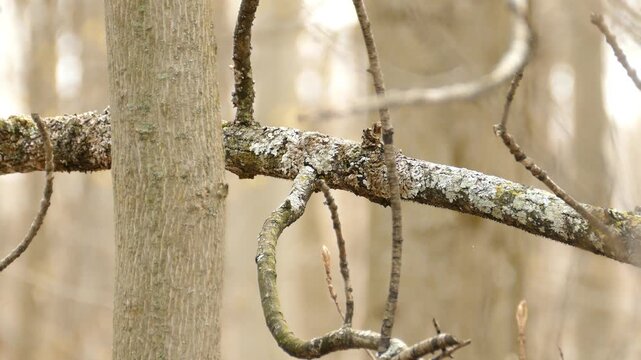 Small black capped chickadee bird perched on mossy branch in spring woodland.