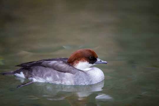 Female smew water bird swimming in calm dark pond water