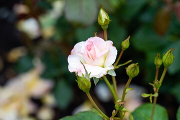 Obraz premium Young yellow pink and white charles aznavour rose flower bud with water drops and copy space in public garden in Russia