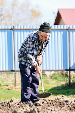 Russian 77 years old elderly man chops soil with hoe tool preparing ground in rural village vegetable garden in spring