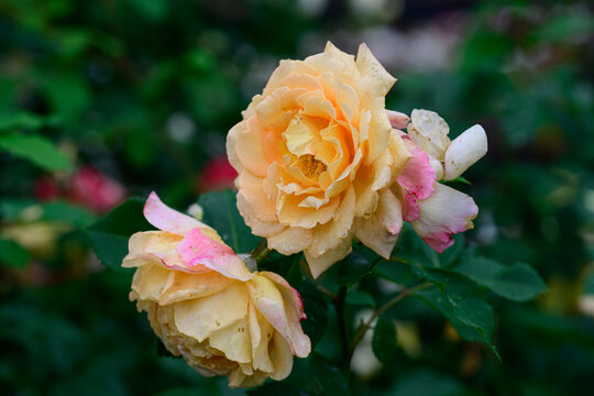 Charles aznavour rose flowers with water drops on branch with copy space in public garden in Russia