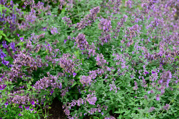Obraz premium Lavender nepeta faassenii catmint flower spikes blooming on bush in summer garden copy space