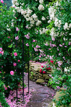 White snow typhoon and pink angela climbing rose arches blooming over garden stone path with fallen petals