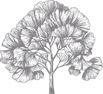Dibujo detallado a mano de un &aacute;rbol de ginkgo biloba que muestra sus ic&oacute;nicas hojas en forma de abanico en tono gris