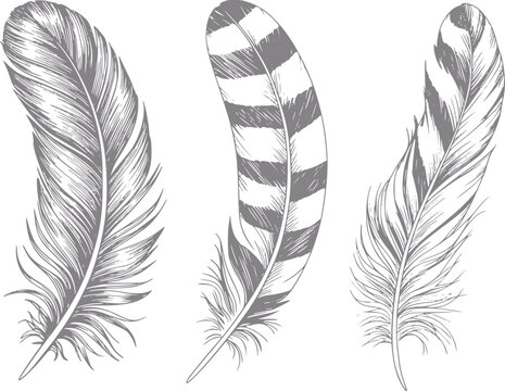 Un conjunto de tres plumas de ave decorativas dibujadas a mano aisladas sobre un fondo blanco liso para creatividad