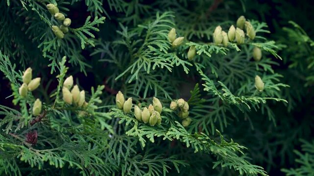 Close-up of green arborvitae branches with small light yellow cones outdoors