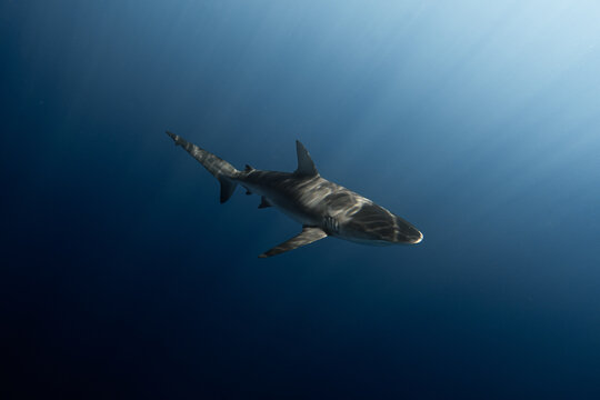 Galapagos shark near Haleiwa boat harbor