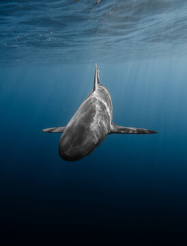 Close up shot of Galapagos shark