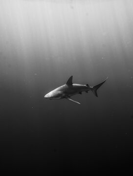Galapagos shark roaming in the water