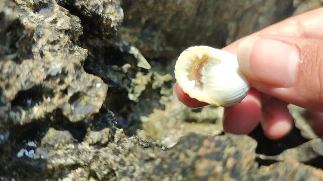 Macro footage of shells firmly attached to coral rocks beneath clear water. The video showcases a natural coastal ecosystem and the diversity of marine organisms in a tropical habitat.