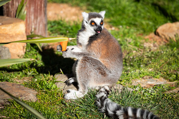 Fototapeta premium Ring-tailed Lemur Holding Orange Cup Outdoors