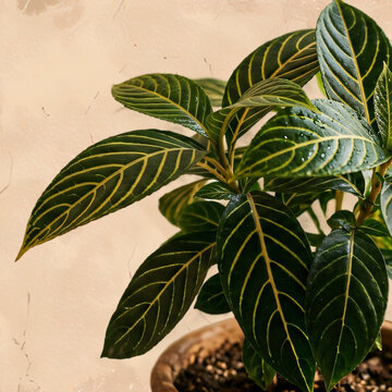 Lush Sanchezia Speciosa Potted Houseplant with Vibrant Yellow Veins and Dark Green Leaves Against a Textured Beige Wall Under Warm Natural Light