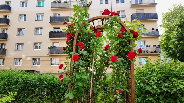 Red climbing roses growing over a wooden garden arch, set against the facade of a multi-story apartment building with balconies, shot in bright natural daylight.