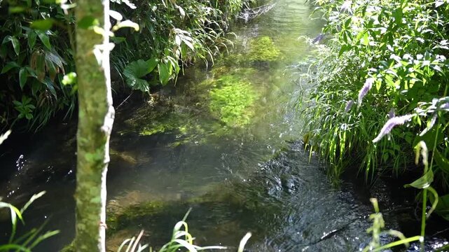 木漏れ日が差し込む清流と水草が揺らぐ上高地の小川動画②