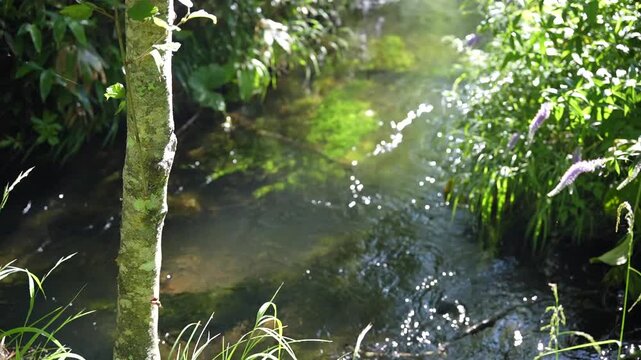 木漏れ日が差し込む清流と水草が揺らぐ上高地の小川動画①