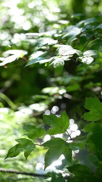 風に揺らめく新緑の葉と輝く木漏れ日の森の動画