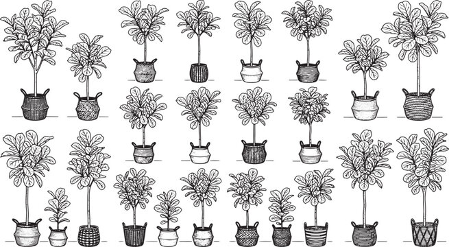 Set of hand drawn fiddle leaf fig plants in woven baskets isolated on white background vector illustration