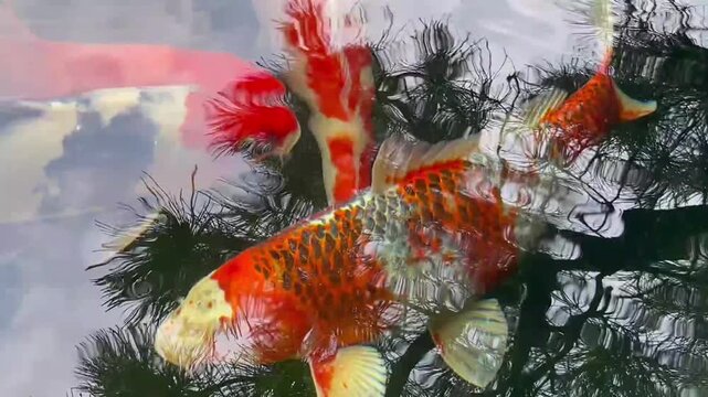 Goldfishes underwater orange fish in water fish pond 