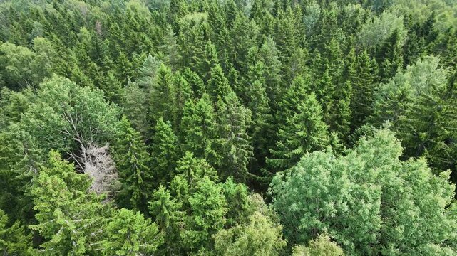 Aerial view of dense forest canopy with mixed evergreen and deciduous trees. Various shades of green show different species across the continuous woodland. 