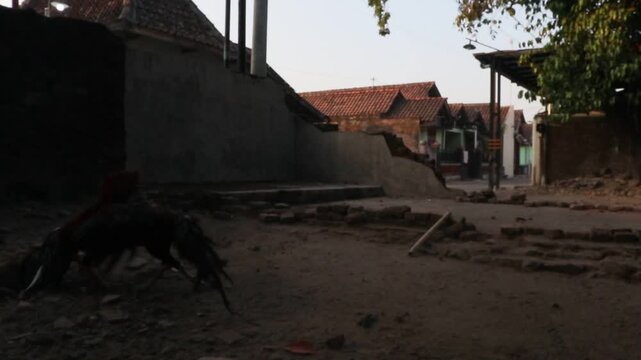 Two free-range roosters naturally fighting in a rural backyard during the morning in Java, Indonesia. Authentic animal behavior in a traditional countryside setting.