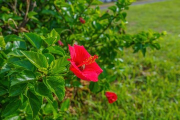 Fototapeta premium 南国の太陽に映える鮮やかな赤いハイビスカスと緑の葉 夏のリゾートイメージ