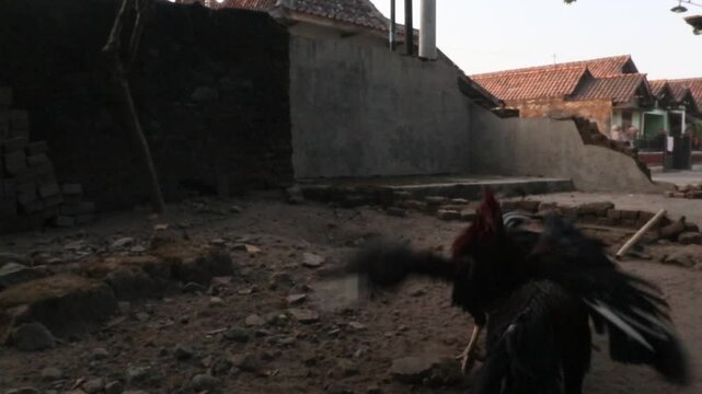 Two free-range roosters naturally fighting in a rural backyard during the morning in Java, Indonesia. Authentic animal behavior in a traditional countryside setting.